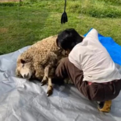 あったかウール小物「ひつじと暮らす」